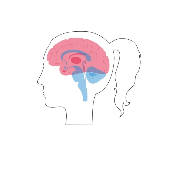 Ilustración vectorial de la anatomía cerebral femenina — Vector de stock