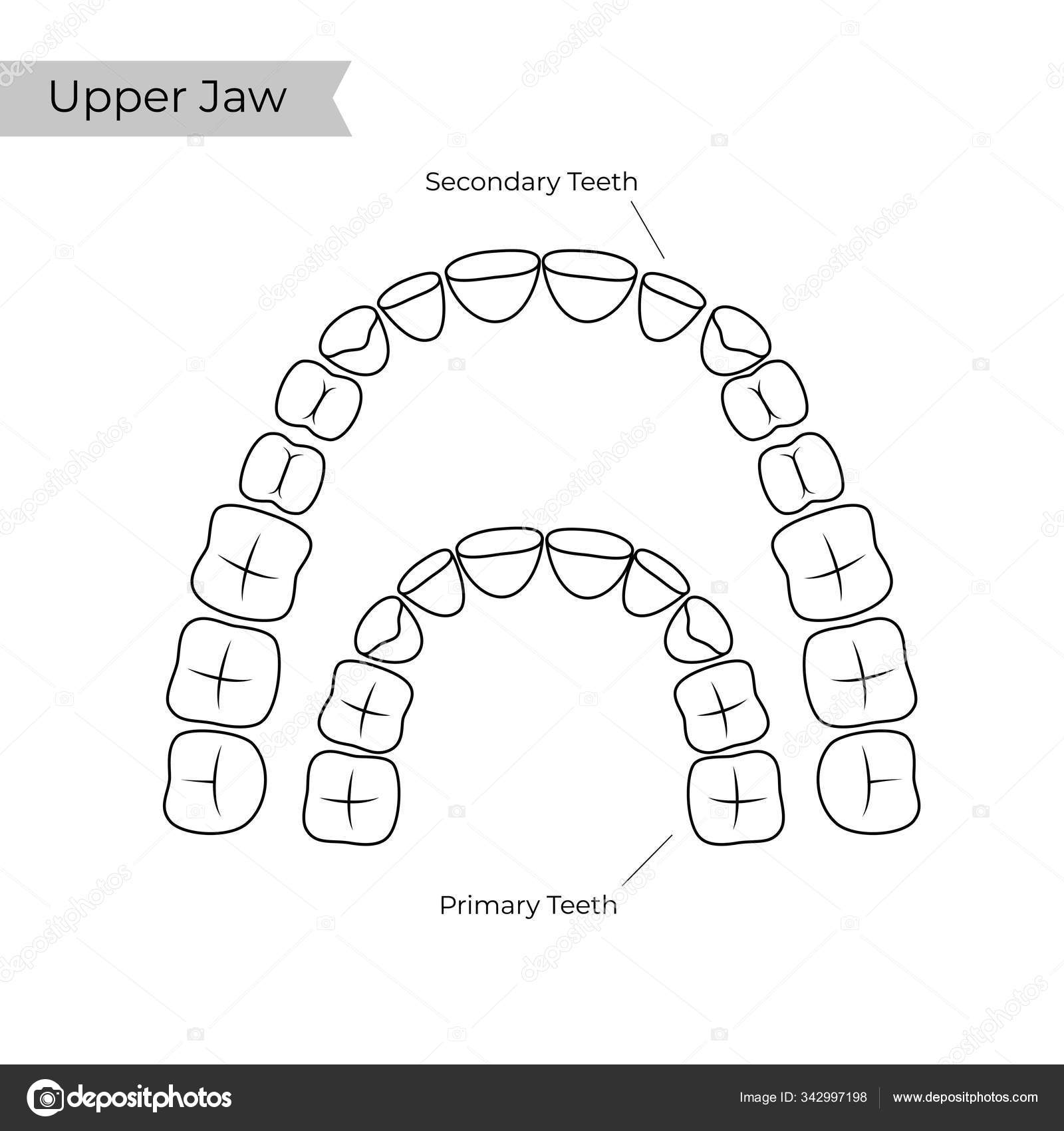 Esboço de anatomia da mandíbula humana, ilustração vetorial no fundo branco