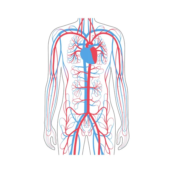 Anatomía del sistema circulatorio — Vector de stock
