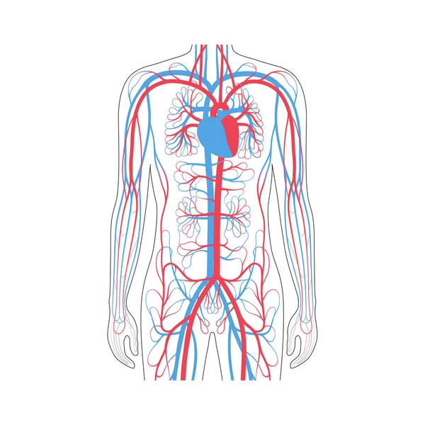 Circulatory system anatomy — Stock Vector