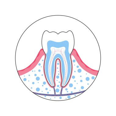 Dişin izole edilmiş vektör çizimi 