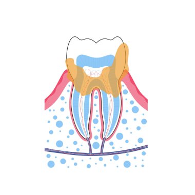 Dişin izole edilmiş vektör çizimi 