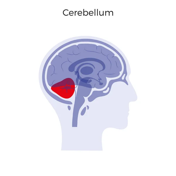 Ilustración vectorial de Cerebelo — Vector de stock