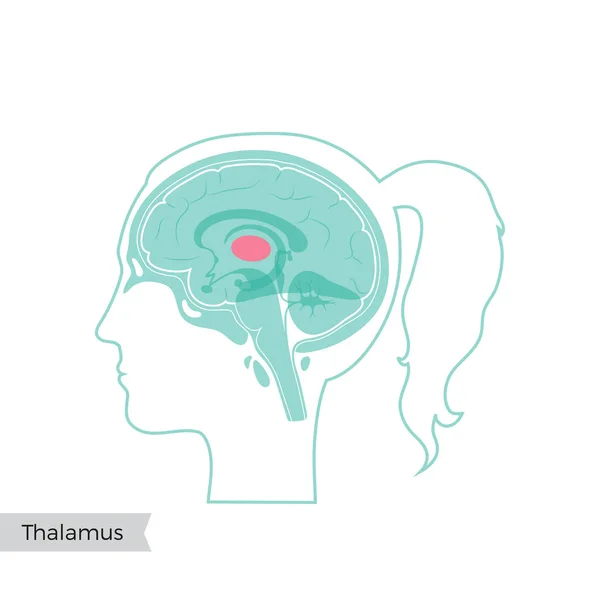 Vektorillustration des Thalamus — Stockvektor