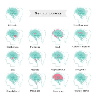 Set of vector illustration of brain components  clipart