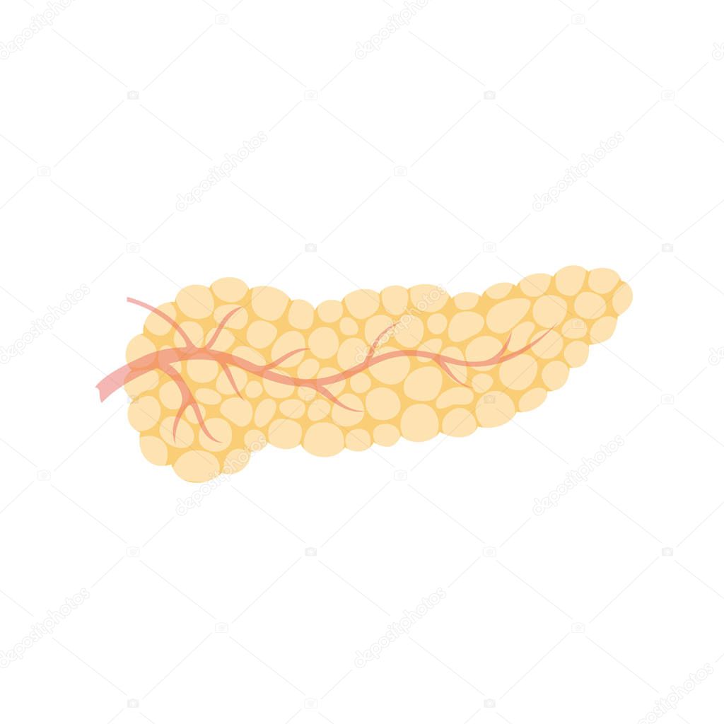 Vector isolated illustration of pancreas anatomy. Human digestive system icon. Healthcare medical center, surgery, hospital, clinic, diagnostic logo. Internal organ symbol poster design. Donation