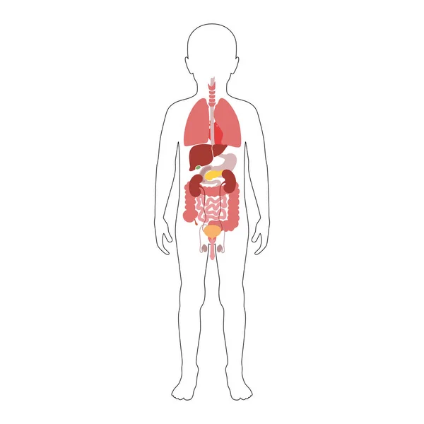 Vector de órganos internos humanos — Vector de stock