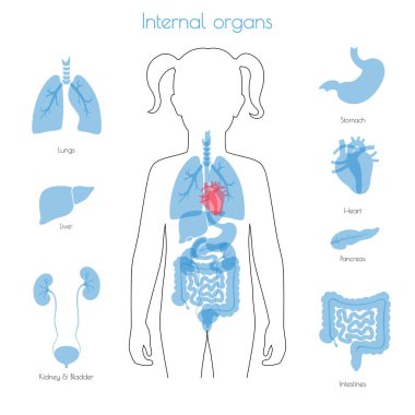 İnsan iç organlarını vektör