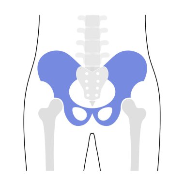 İnsan pelvis anatomisi.
