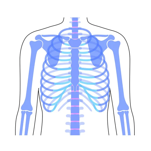 Menselijke ribbenkast anatomie — Stockvector