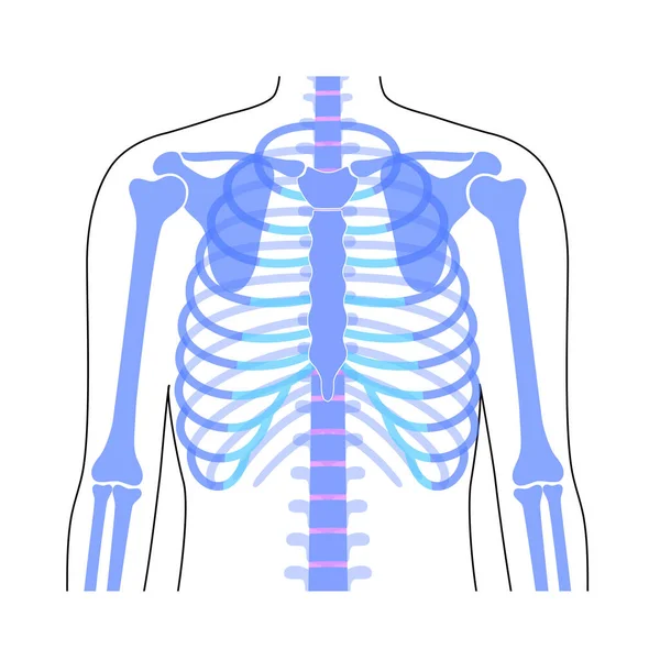 Anatomia da caixa torácica humana — Vetor de Stock