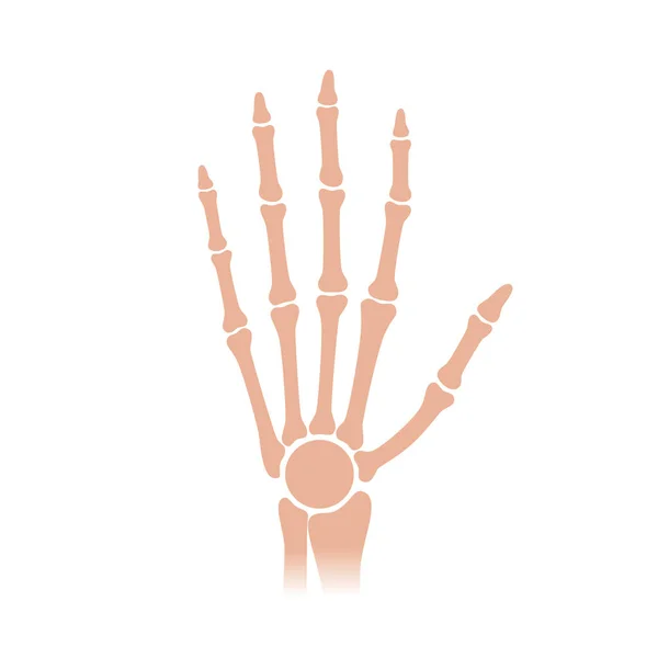Анатомия рук человека . — стоковый вектор