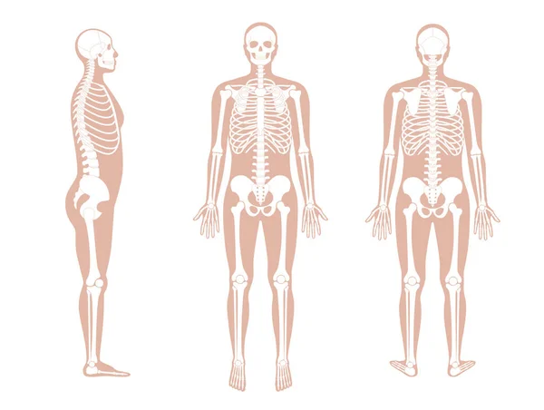 Anatomia dello scheletro umano — Vettoriale Stock
