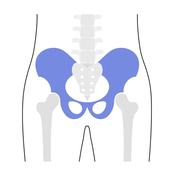 Human pelvis anatomy. — Stock Vector