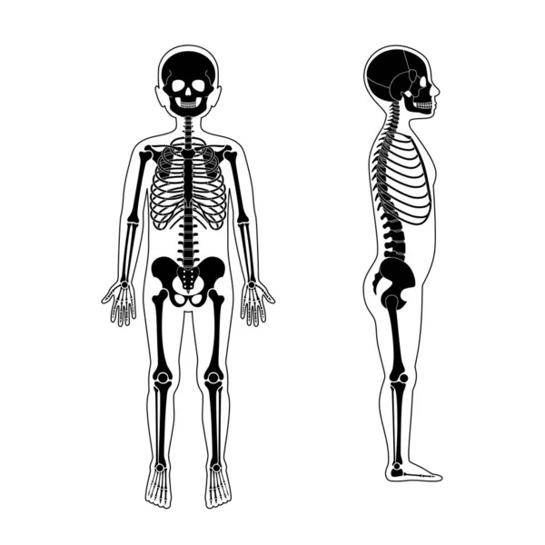 Anatomie-Vektor für das Skelett eines Jungen — Stockvektor