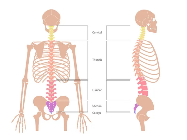 Anatomia struktury kręgosłupa ludzkiego — Wektor stockowy