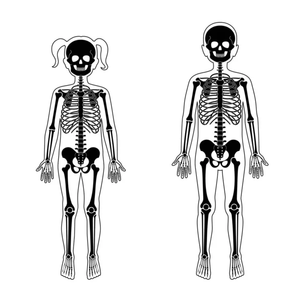 Crianças menino e menina esqueleto anatomia —  Vetores de Stock