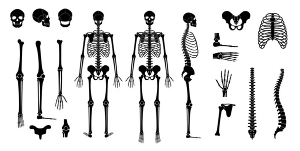 Anatomia do esqueleto humano — Vetor de Stock