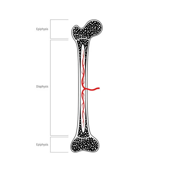 Human bone anatomy — Stock Vector