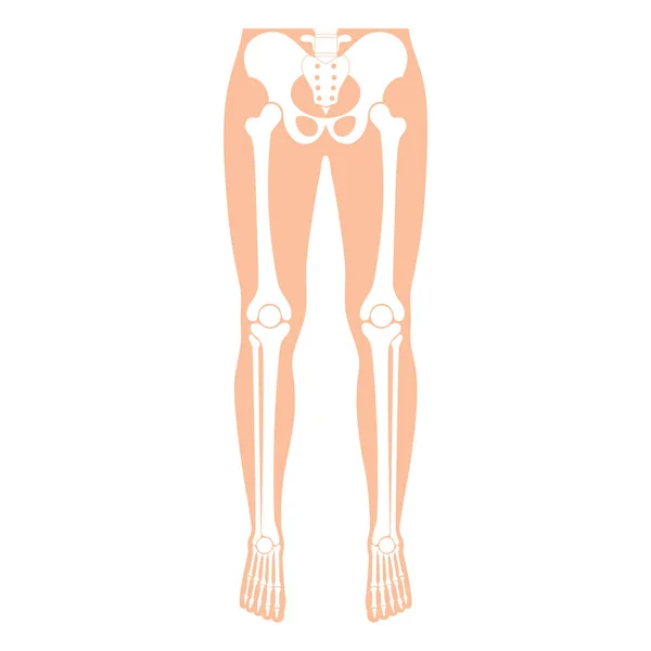 인간 다리 뼈 해부학적 구조. — 스톡 벡터