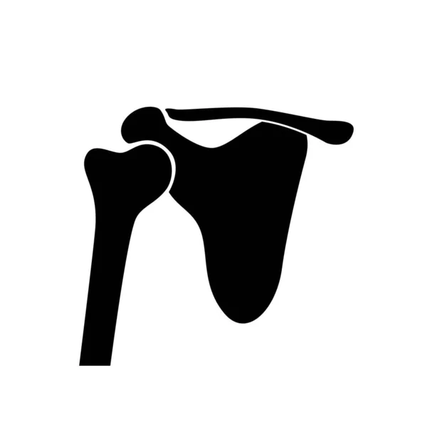 Human shoulder joint anatomy. — Stock Vector