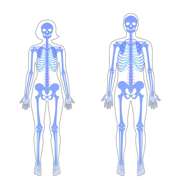 女性と男性の骨格解剖学 — ストックベクタ