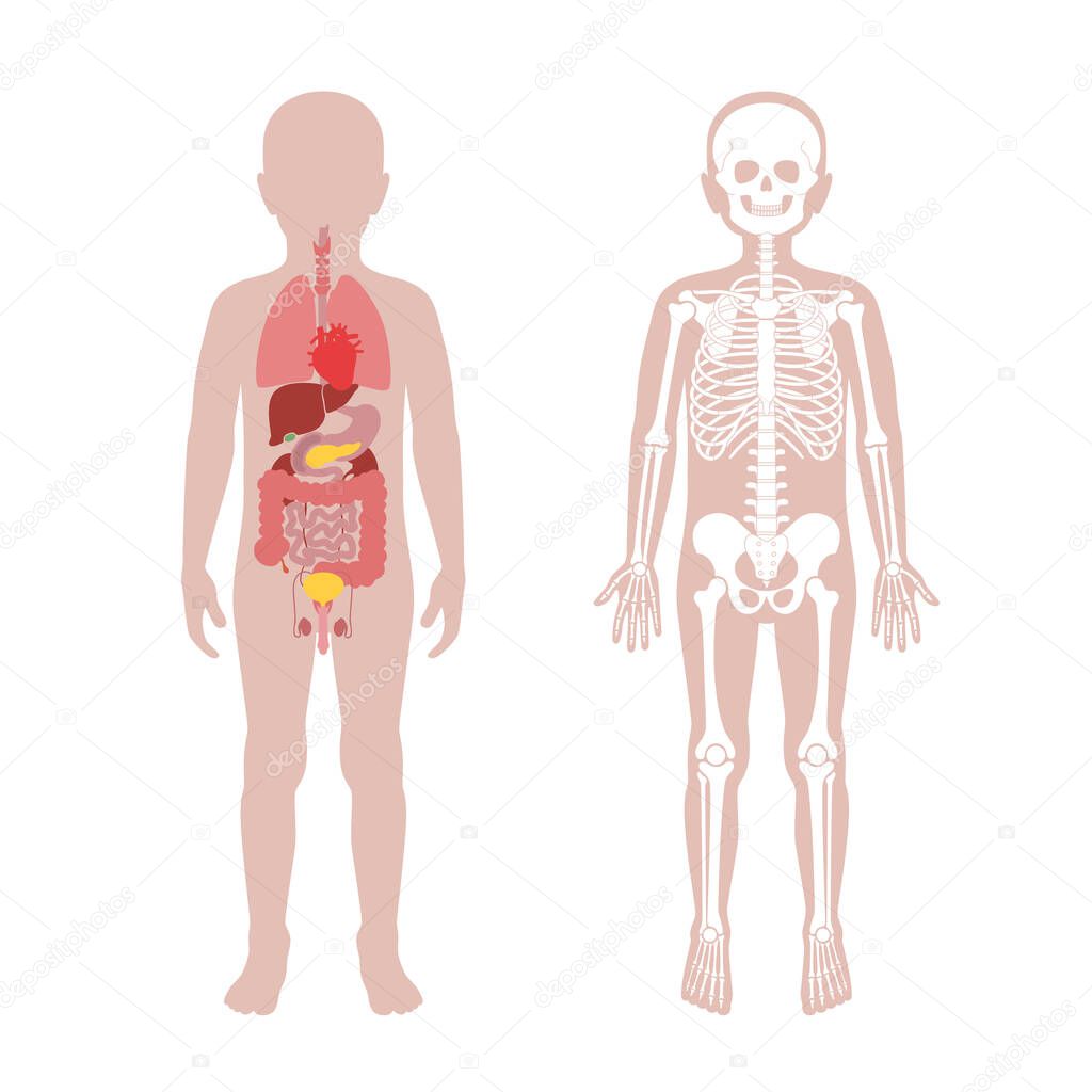 Internal structure of human child body 