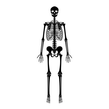 İnsan iskeleti anatomisi