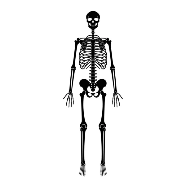 Hombre humano esqueleto anatomía — Vector de stock