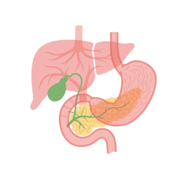 Páncreas y vesícula biliar — Vector de stock