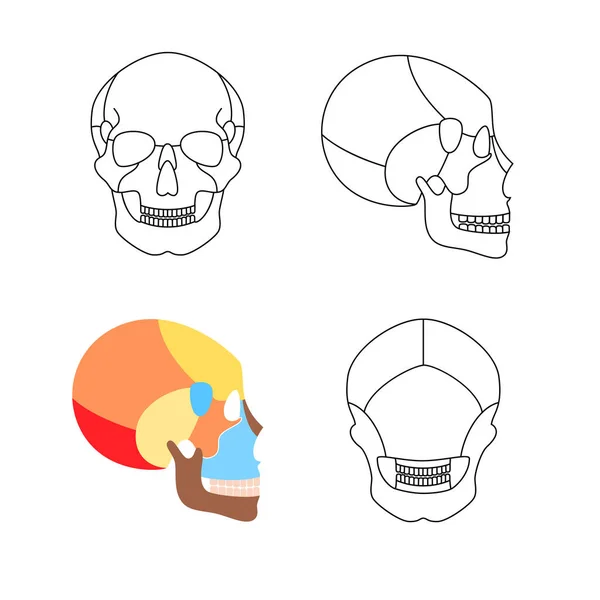 Human skull anatomy — Stock Vector