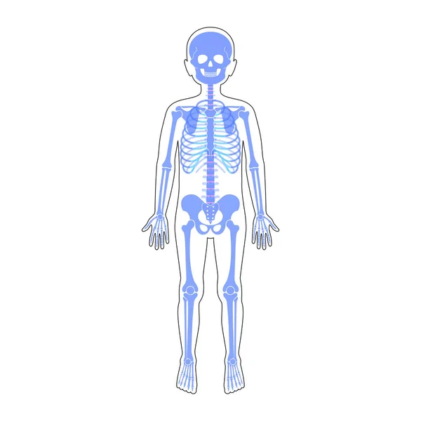 Criança menino esqueleto anatomia vetor — Vetor de Stock