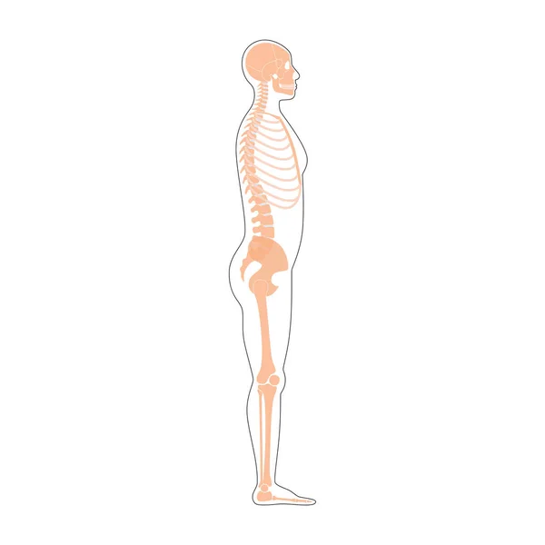 Hombre humano esqueleto anatomía — Vector de stock