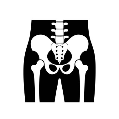 İnsan pelvis anatomisi.