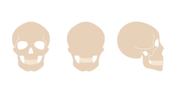 İnsan kafatası anatomisi. — Stok Vektör