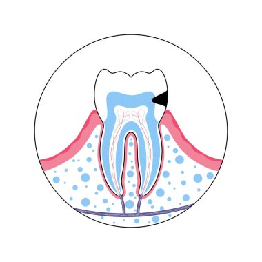 Dişin izole edilmiş vektör çizimi 