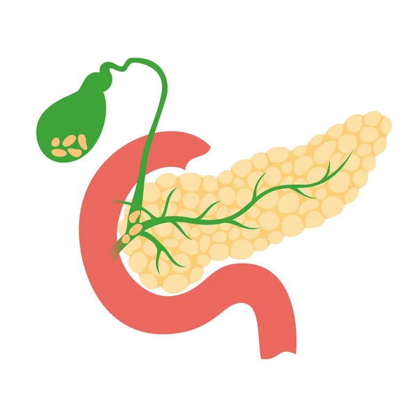 Páncreas y vesícula biliar — Archivo Imágenes Vectoriales