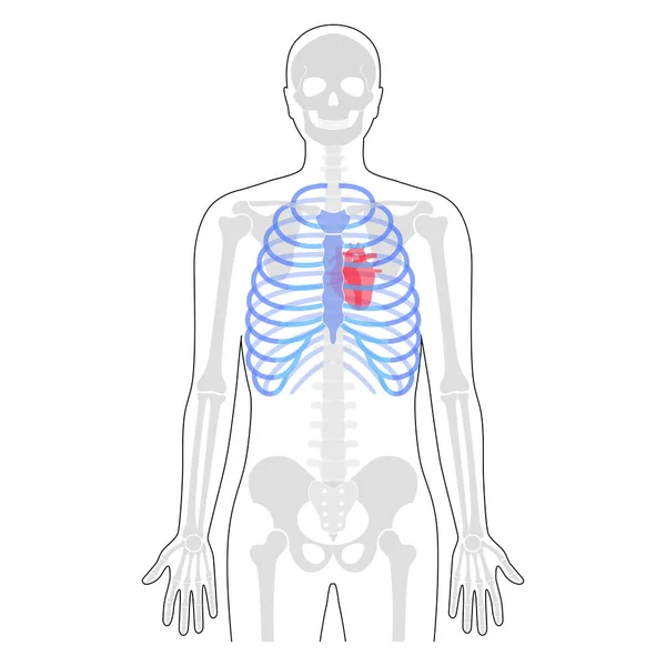 Anatomia della gabbia toracica umana — Vettoriale Stock