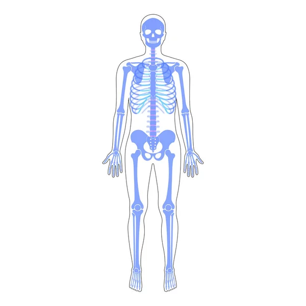 Hombre humano esqueleto anatomía — Vector de stock