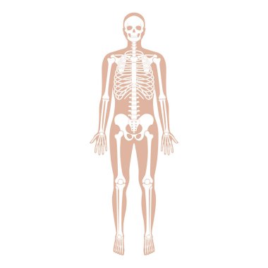 İnsan iskeleti anatomisi