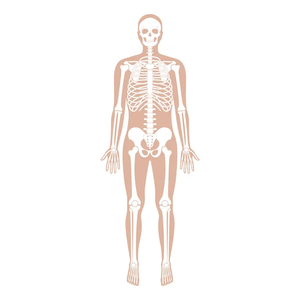 Hombre humano esqueleto anatomía — Vector de stock