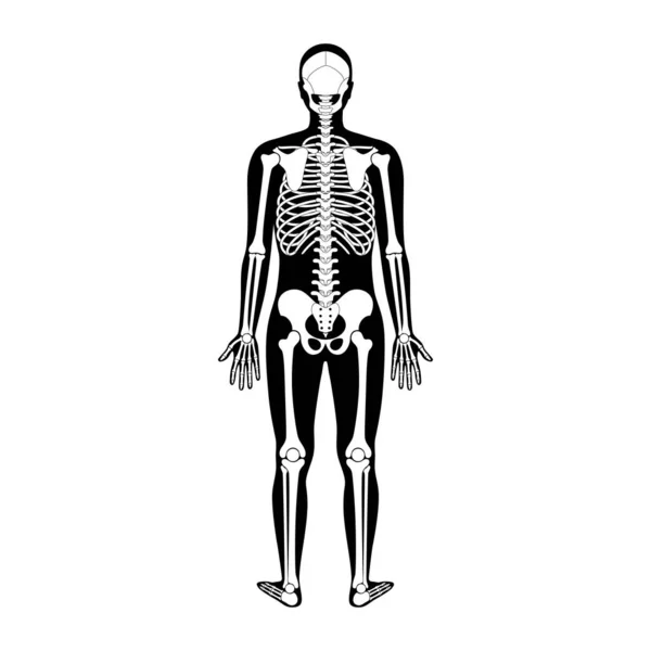 Hombre humano esqueleto anatomía — Vector de stock