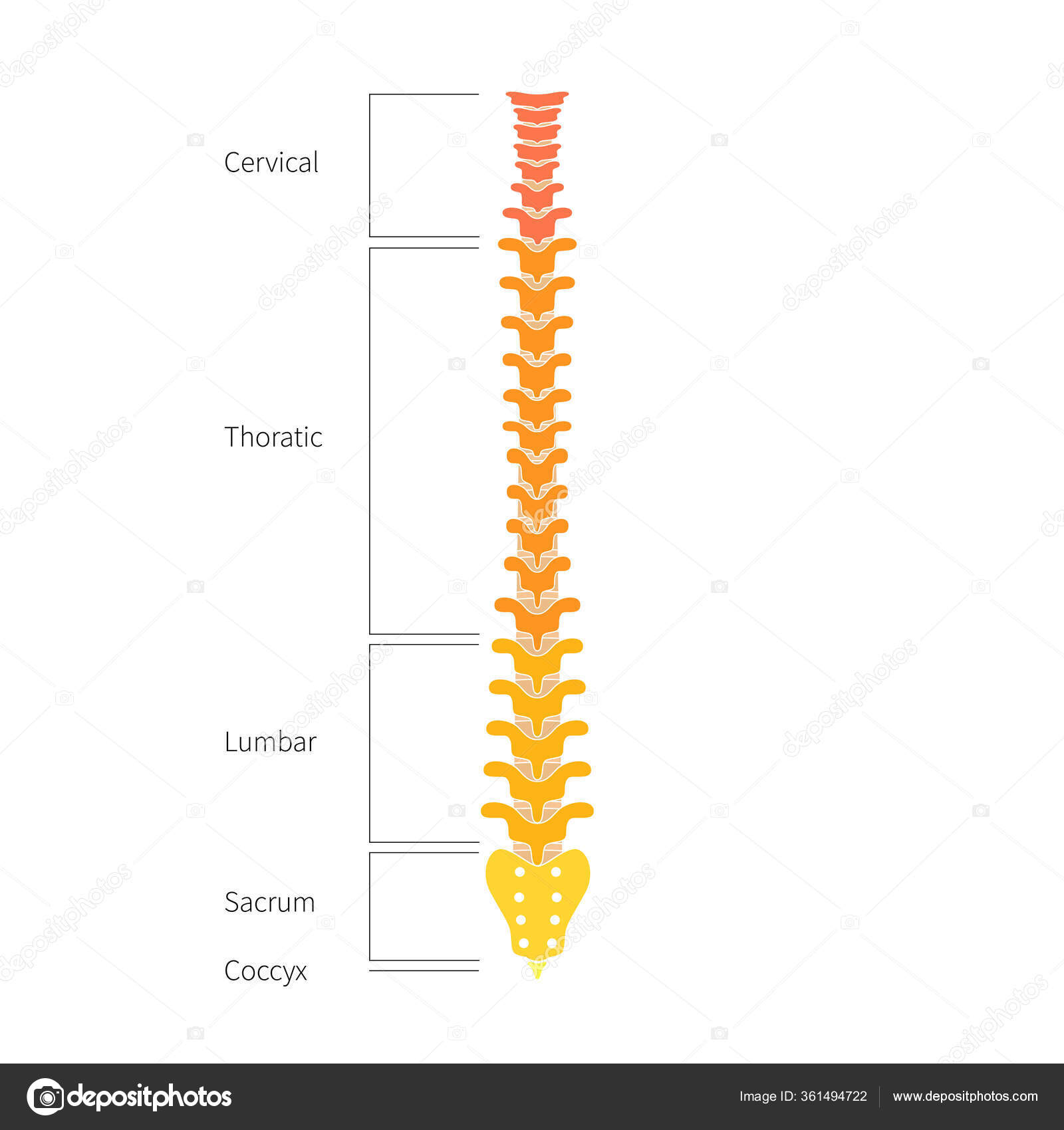 Human spine structure anatomy Stock Vector by ©Pikovit 361494722