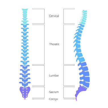 İnsan omurga yapısı anatomisi