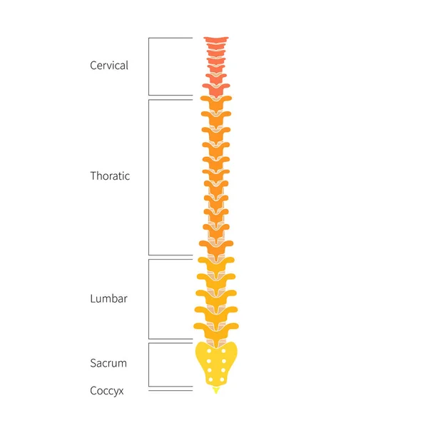 ヒトの脊椎構造解剖学 — ストックベクタ