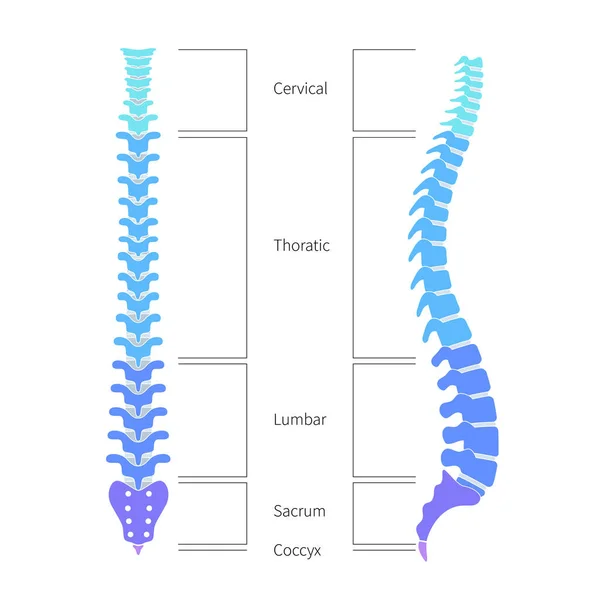 Anatomia da estrutura da coluna vertebral humana — Vetor de Stock