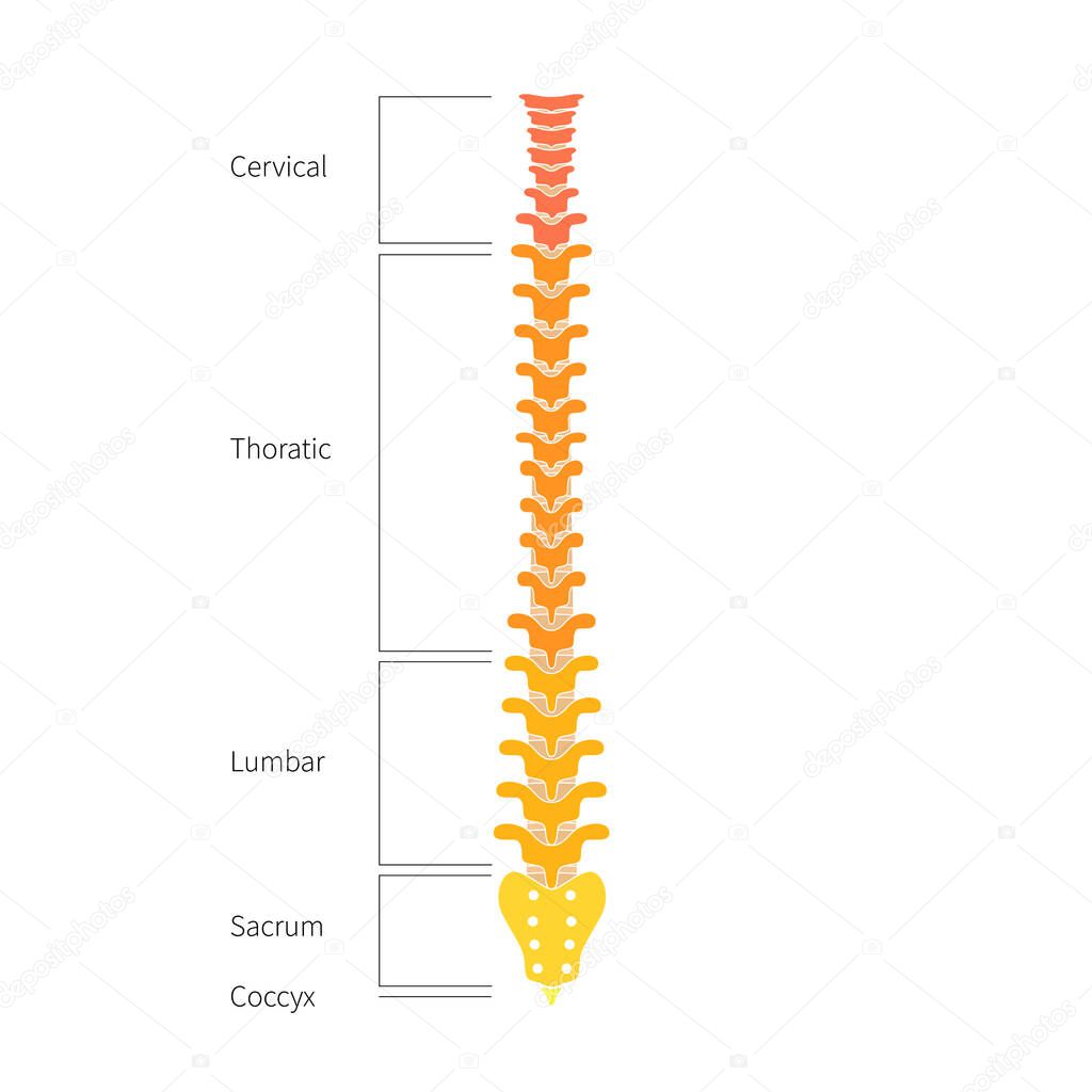 Diagram Of Backbone - Backbone Diagram Stock Illustrations 364 Backbone Diagram Stock Illustrations Vectors Clipart Dreamstime - Learn vocabulary, terms and more with flashcards, games and other study tools.
