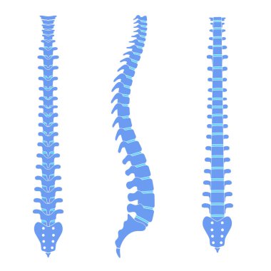 İnsan omurga anatomisi vektör çizimi