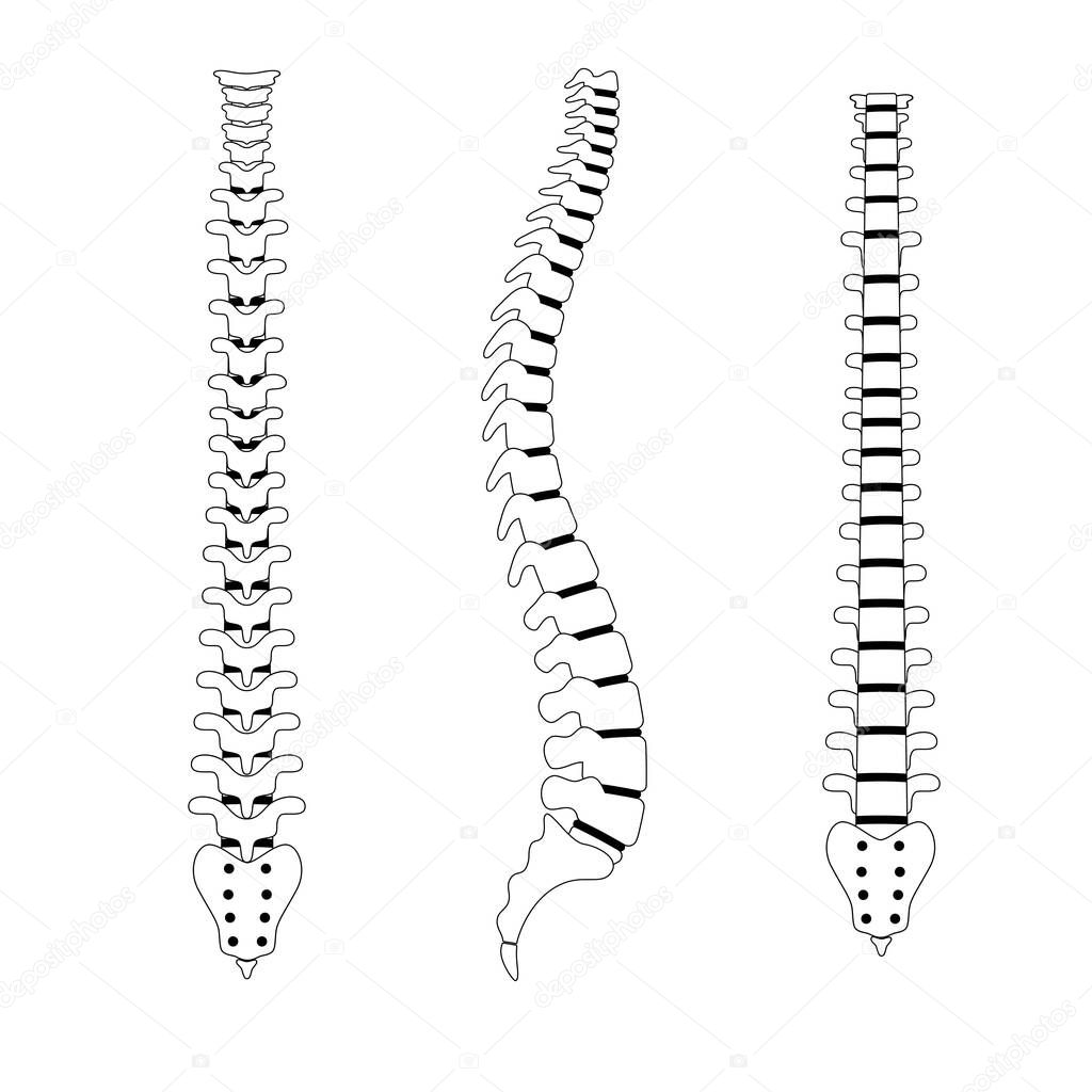 Human spine vector illustration. Backbone and vertebral column anatomy. Scoliosis concept and symbol of spinal surgery. Back posterior, front and side lateral view isolated. Medical science banner