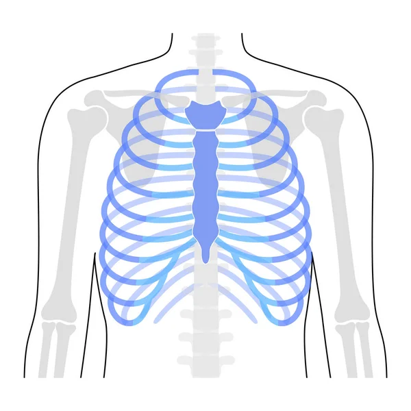 İnsan göğüs kafesi anatomisi — Stok Vektör